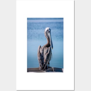 Brown Pelican on Islamorada Posters and Art